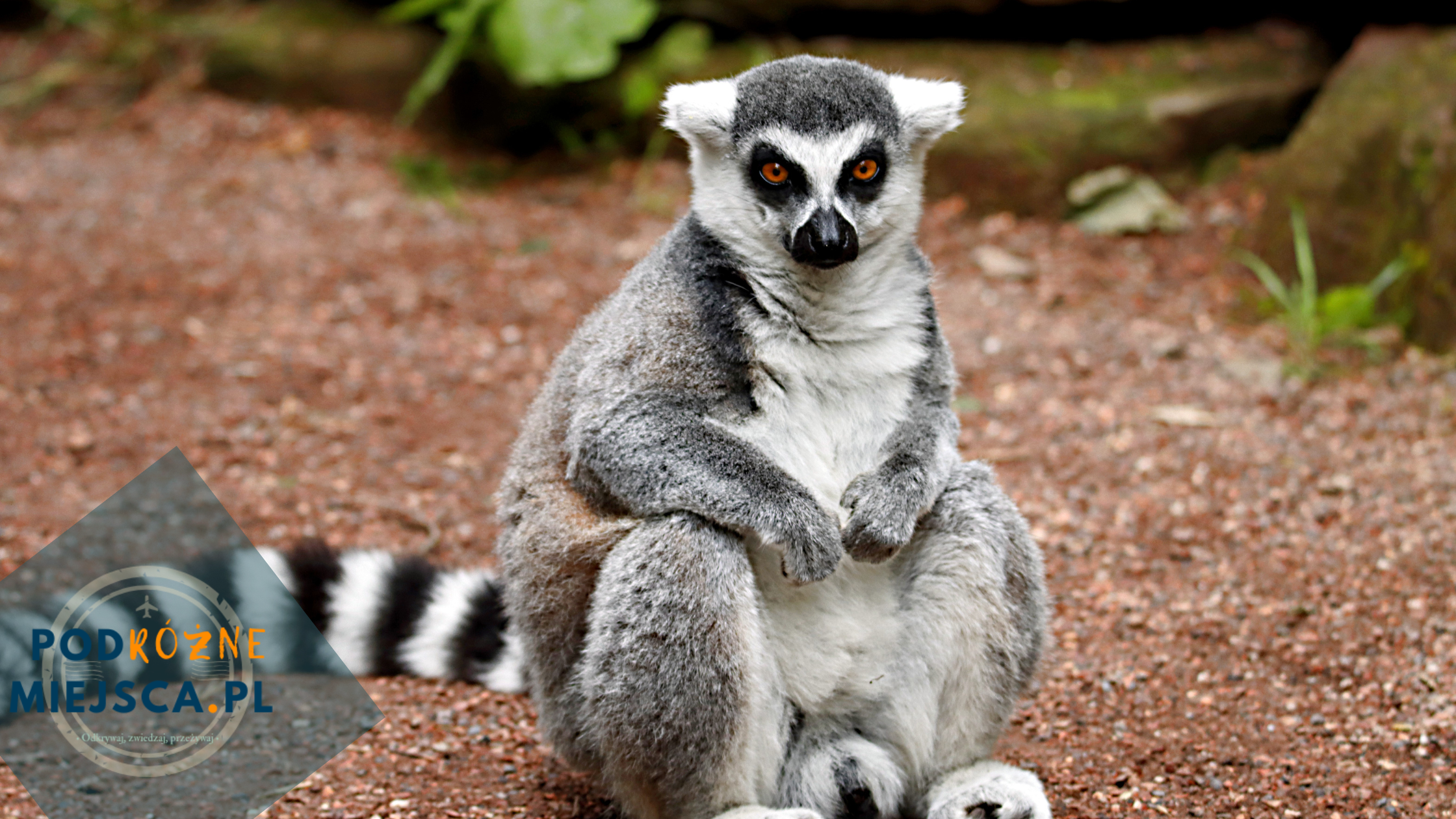 Egzotyczne wakacje Madagaskar – Niezapomniana przygoda na końcu świata