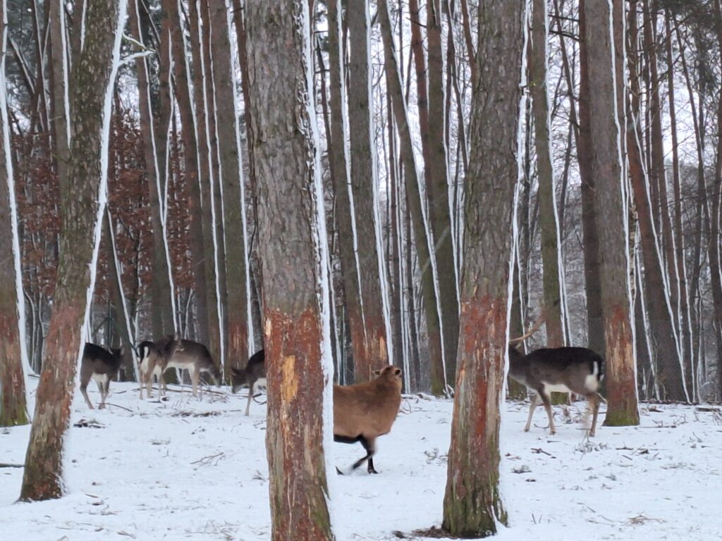Karbówko Mini Zoo