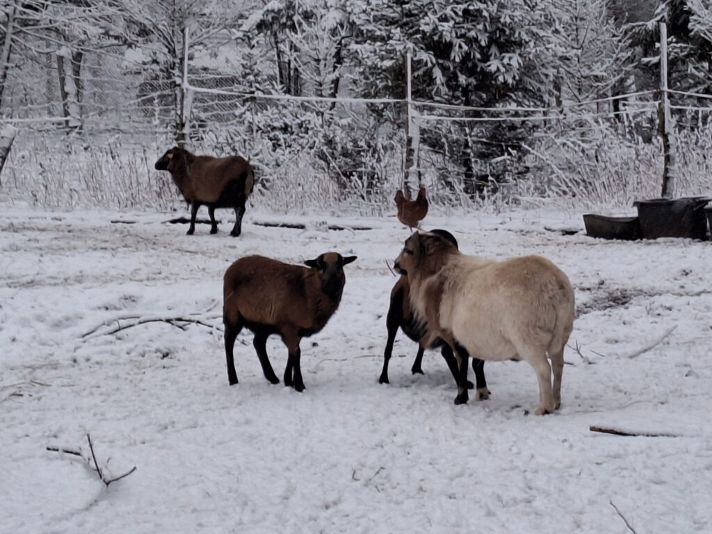 MiniZoo Karbówko