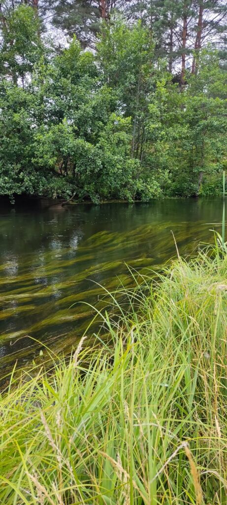 Spływ kajakowy tleń