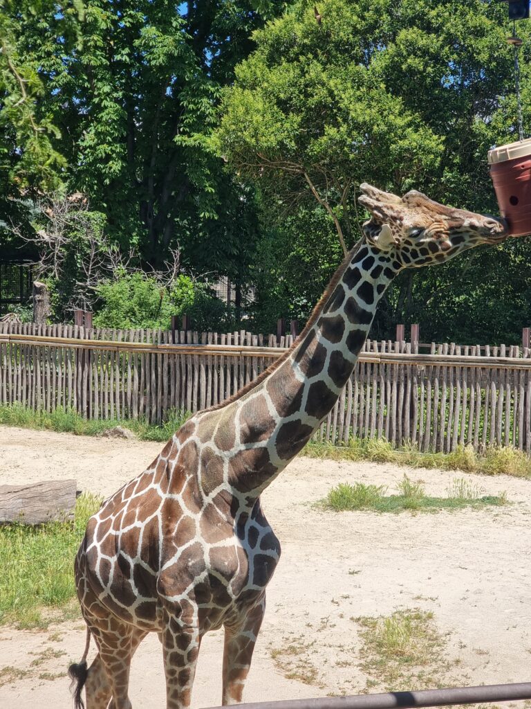 rzym z dzieckiem - zoo