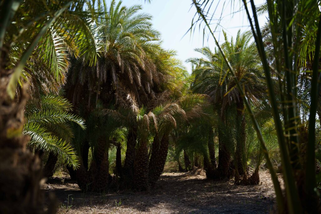 Preveli Beach – plaża z palmowym gajem