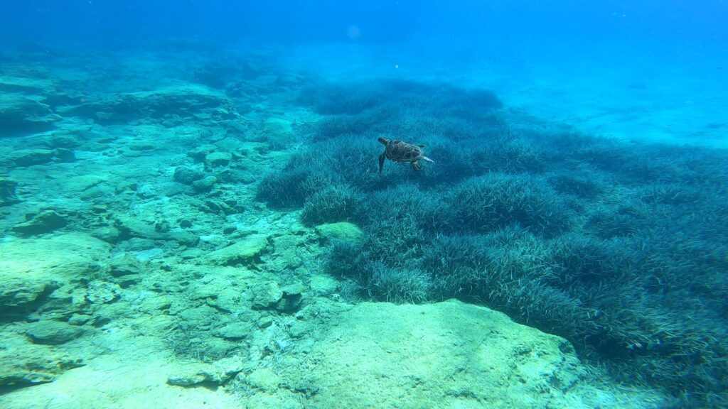 Żółwie na cyprze - - z wody ladu i powietrza