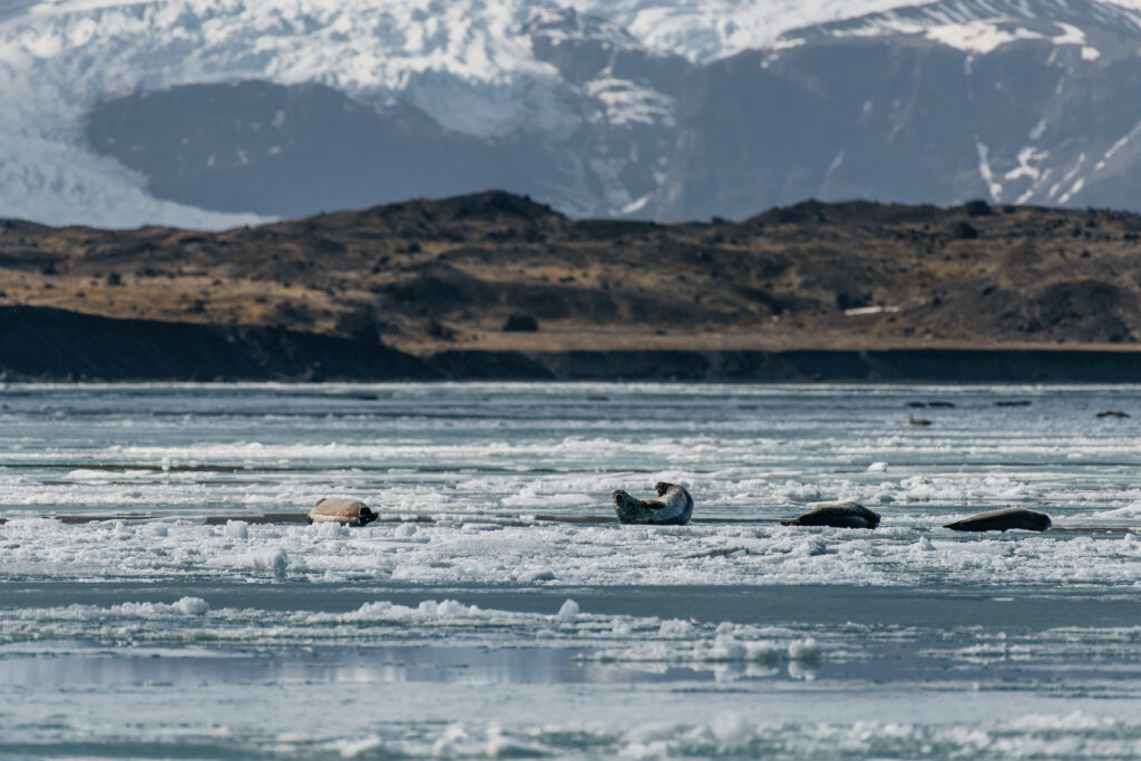 Jökulsárlón i foki