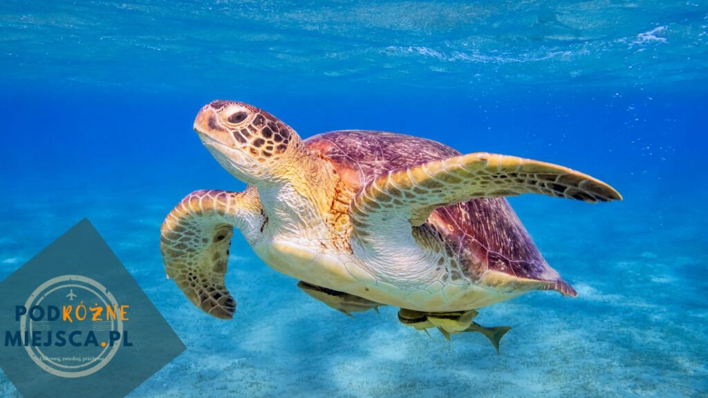 Egipt w marcu – pogoda i odpowiedzi